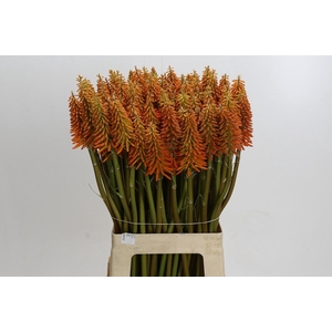 Kniphofia Eycone Orange