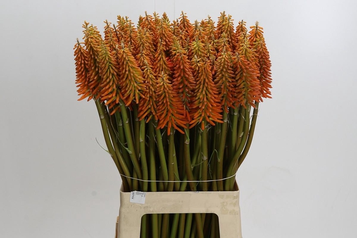 Kniphofia Eycone Orange