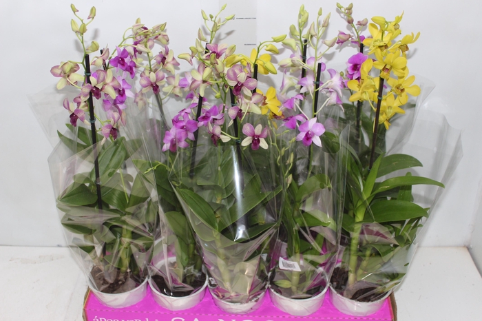 <h4>DENPHALAEN P13</h4>