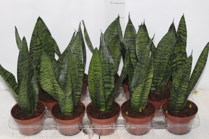 <h4>SANSEVIERIA FORMOSA P11</h4>