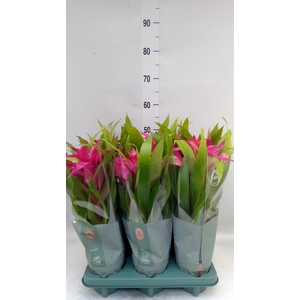 Guzmania  'Deseo Pink'