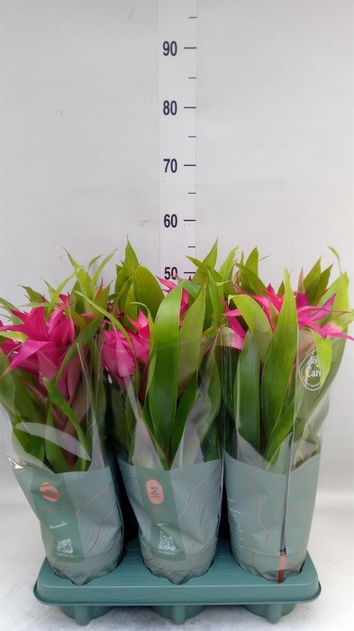 <h4>Guzmania 'Deseo Pink'</h4>