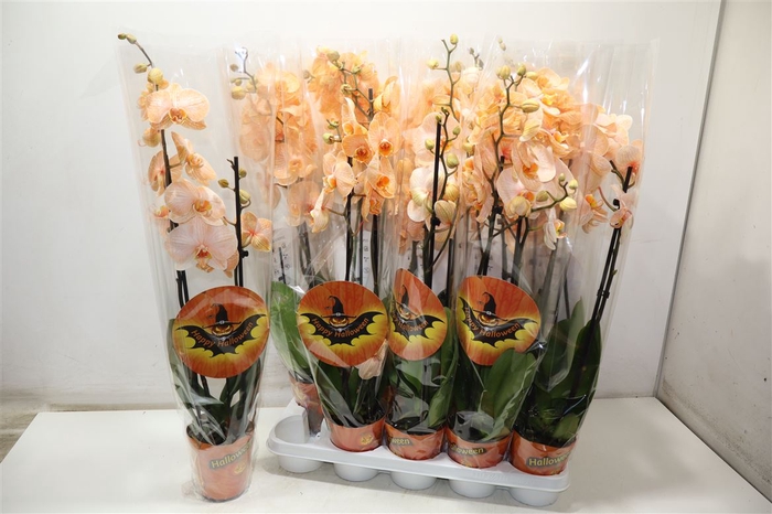 <h4>Phal Ov Orange</h4>