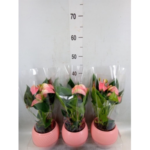 Anthurium andr. 'Joli'