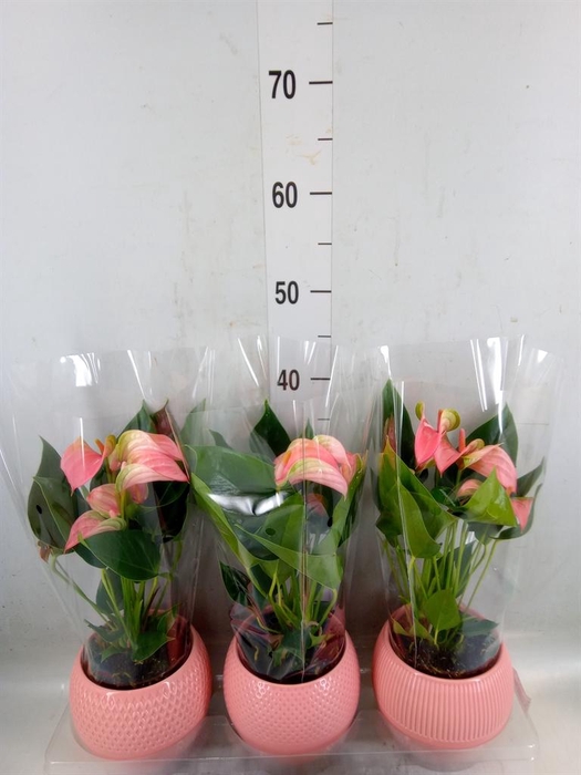 <h4>Anthurium andr. 'Joli'</h4>