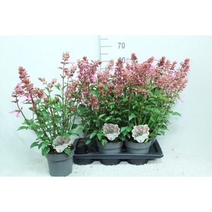 Salvia   ...