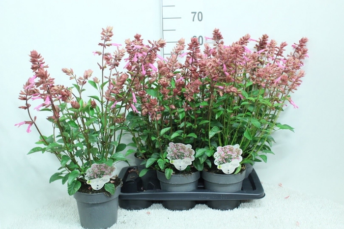 <h4>Salvia   ...</h4>