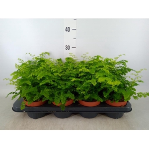 Adiantum raddi. 'Fritz-Luthi'