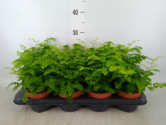 <h4>Adiantum raddi. 'Fritz-Luthi'</h4>