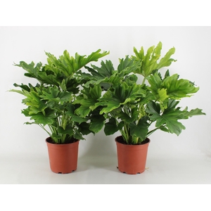 Philodendron Hope P21