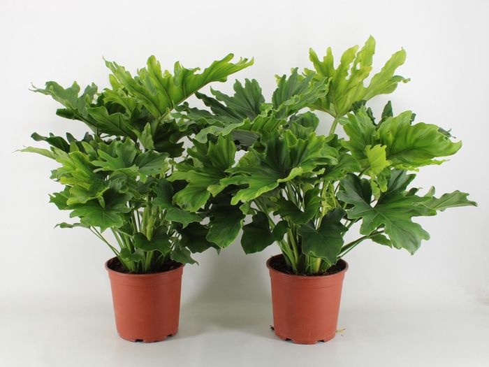 <h4>Philodendron Hope P21</h4>