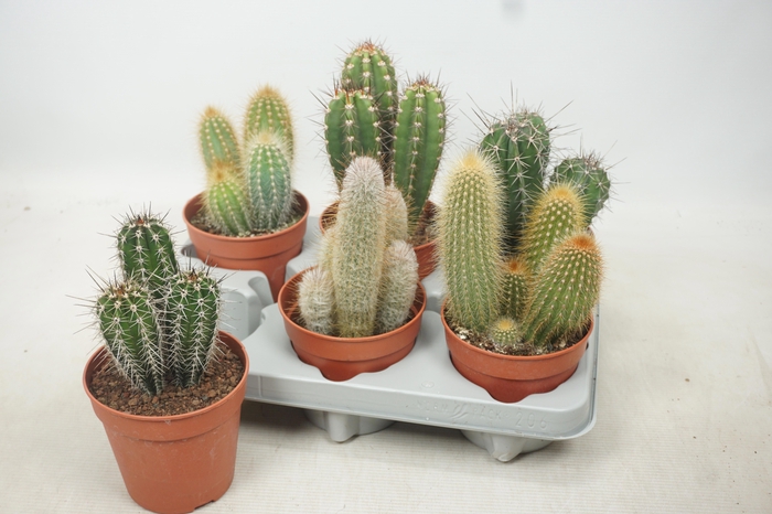 <h4>CACTUS GEM</h4>