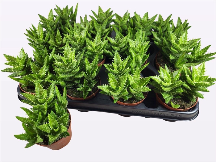 arr8 Aloe Ov