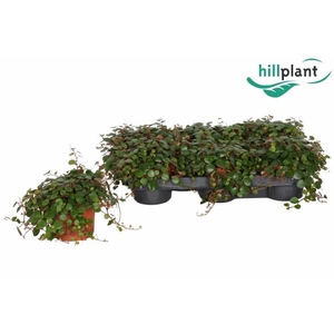 PEP PEPPERSPOT