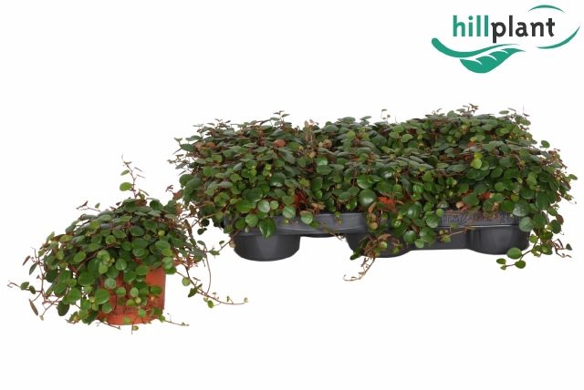 <h4>PEP PEPPERSPOT</h4>