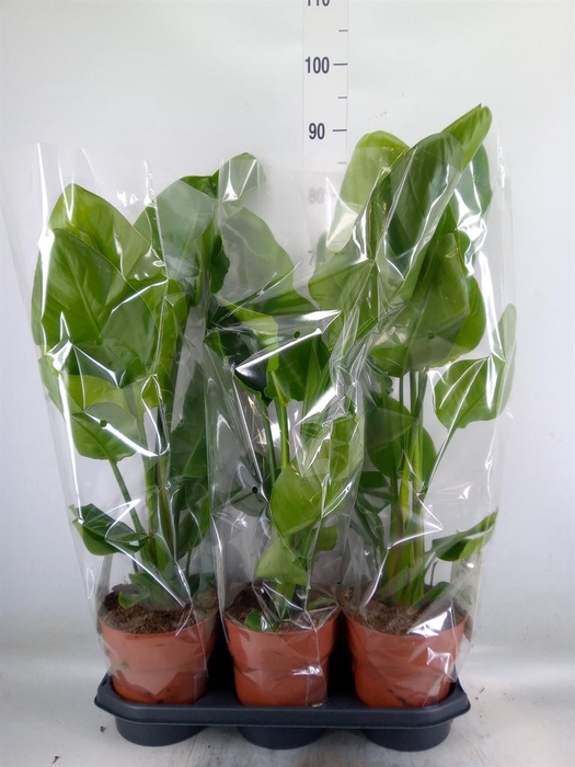 <h4>Strelitzia nicolai</h4>