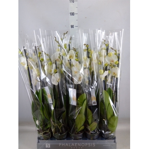 Phalaenopsis  'White World'