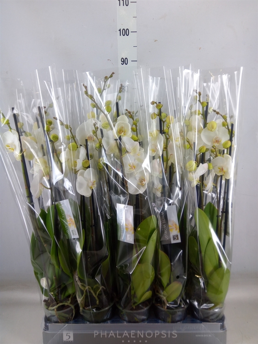 <h4>Phalaenopsis  'White World'</h4>