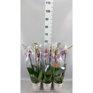 Phalaenopsis   ...