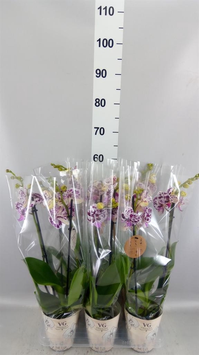 <h4>Phalaenopsis   ...</h4>