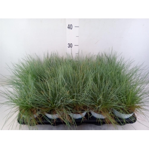 Festuca glauca 'Compacta Blue'