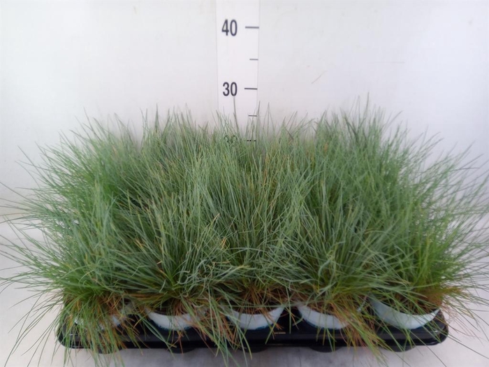 <h4>Festuca glauca 'Compacta Blue'</h4>