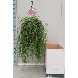 RHIPSALIS BURCHELLII