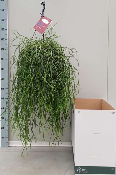 <h4>RHIPSALIS BURCHELLII</h4>