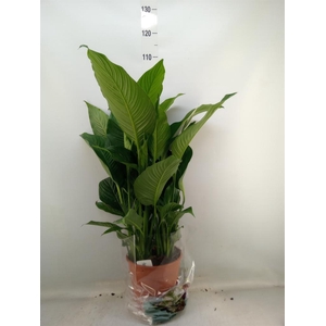 Spathiphyllum  'Sweet Lauretta'