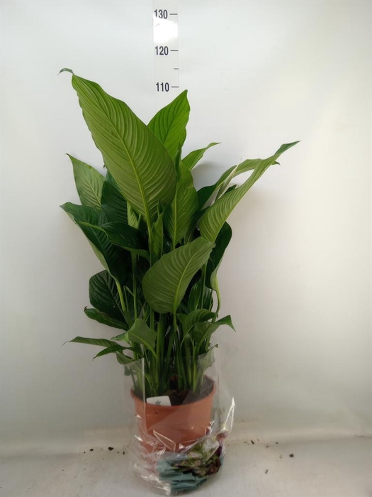 <h4>Spathiphyllum  'Sweet Lauretta'</h4>