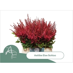 ASTIL AR ELSE SCHLUC