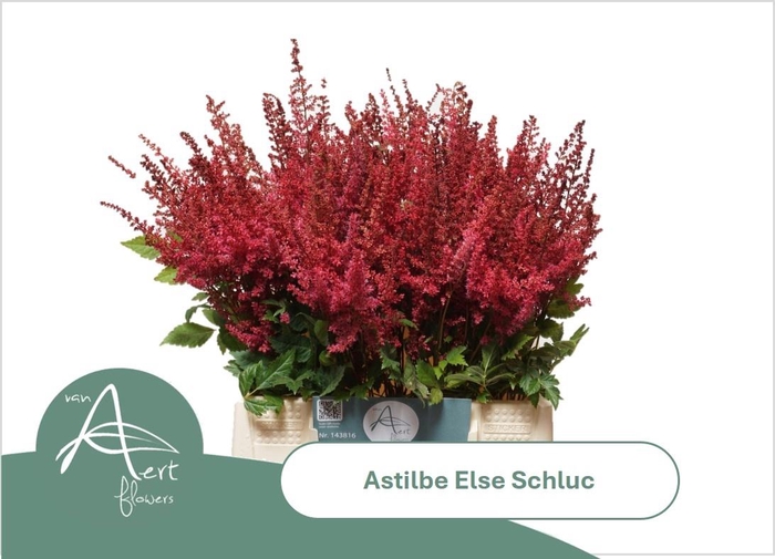 <h4>ASTIL AR ELSE SCHLUC</h4>
