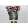 Dianthus St Olympia