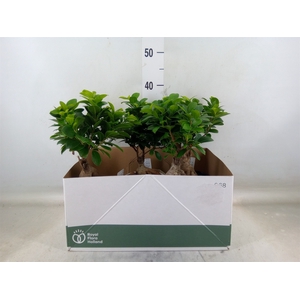 Ficus microcarpa 'Ginseng'