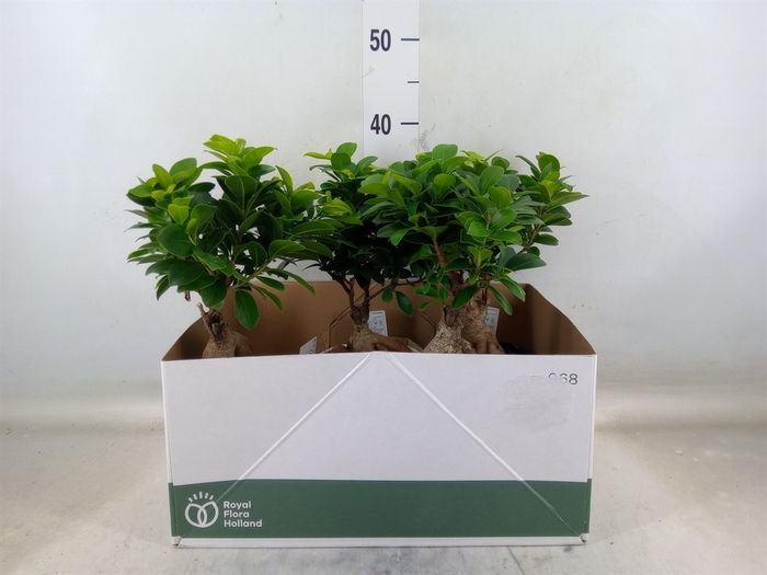 <h4>Ficus microcarpa 'Ginseng'</h4>