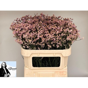 LIMONIUM SINENSE 'BLUSH DIAMOND'