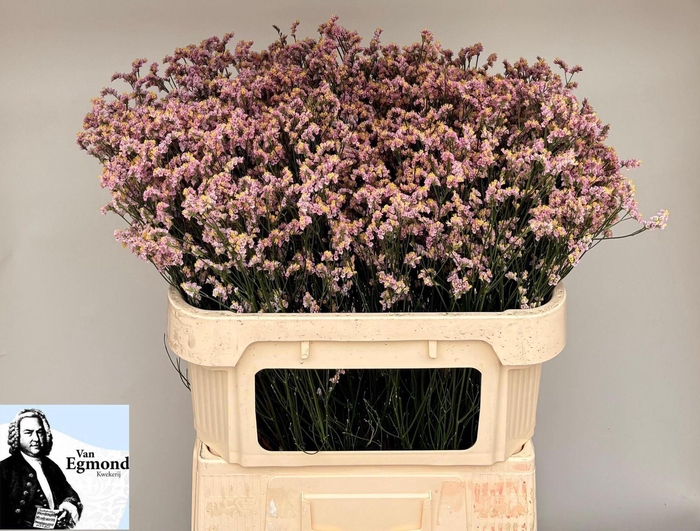 <h4>LIMONIUM SINENSE 'BLUSH DIAMOND'</h4>