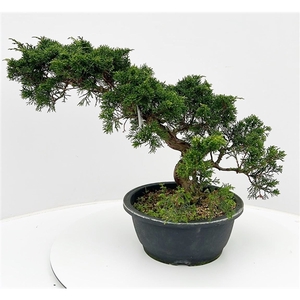 Juniperus chinensis, 23cm., in trainingspot