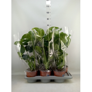 Monstera delic.