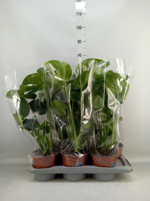 <h4>Monstera delic.</h4>