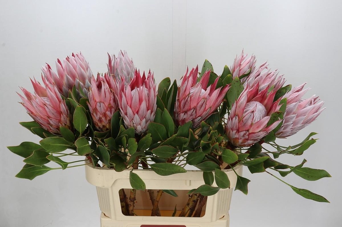 <h4>Protea Cynaroides</h4>