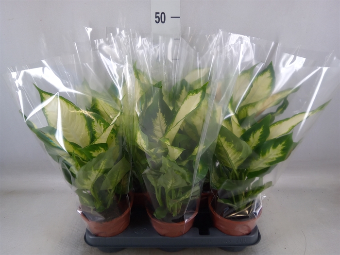 <h4>Dieffenbachia  'Camilla'</h4>