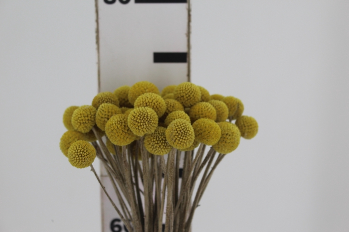 <h4>CRASPEDIA 060 CM</h4>