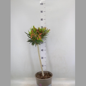 Nerium oleander   ...