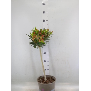 Nerium oleander   ...