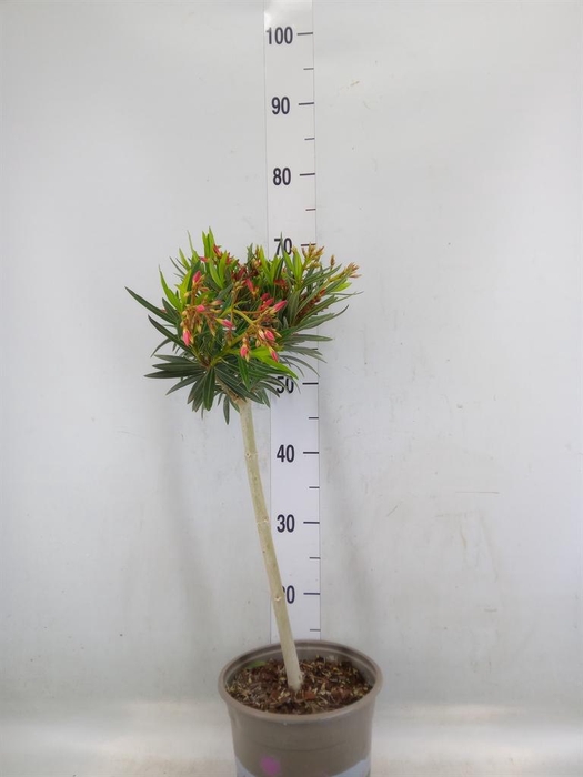 <h4>Nerium oleander   ...</h4>