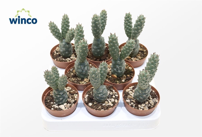 <h4>Tephrocactus Diadematus</h4>