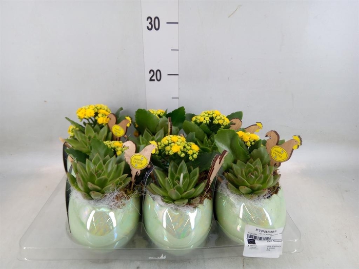 <h4>Arr. Pasen L%</h4>