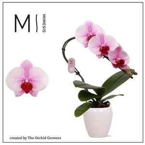 Mimesis Phal. Swan Blush - 1 spike 7cm in Martine White Ceramic