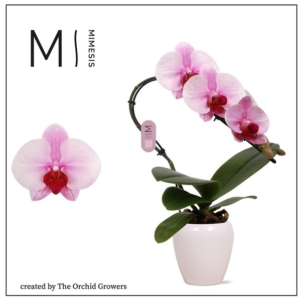 <h4>Mimesis Phal. Swan Blush - 1 spike 7cm in Martine White Ceramic</h4>